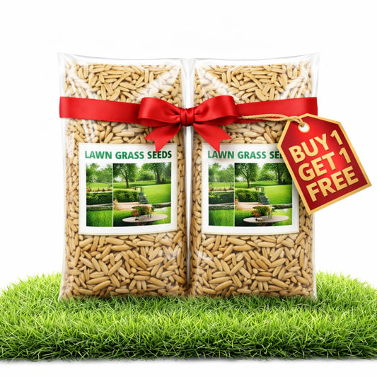 EverGreen™ Lawn Seeds - Green Lawn in Just 7 Days Without Daily Maintenance 200gms (Buy 1 Get 1 Free)