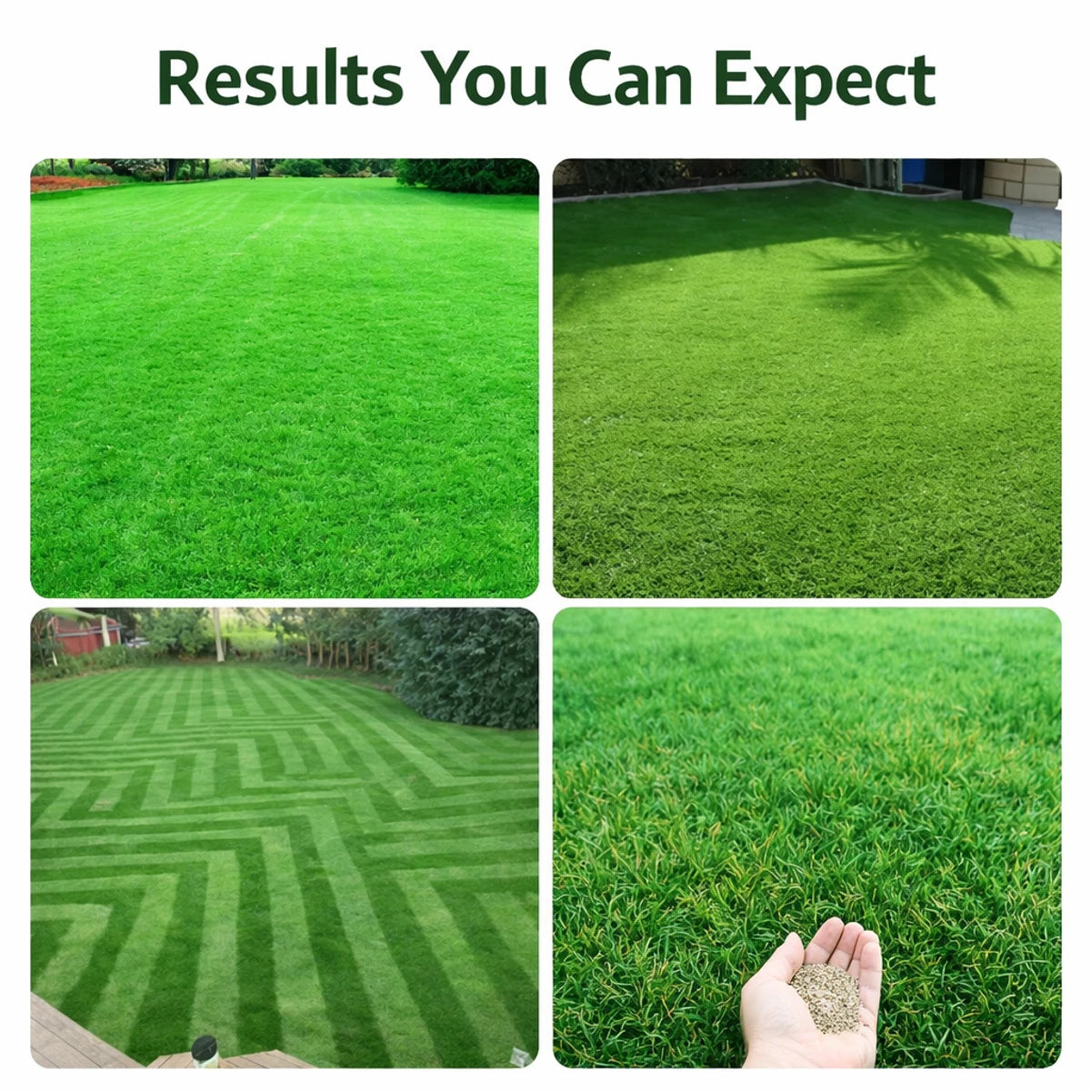 EverGreen™ Lawn Seeds - Green Lawn in Just 7 Days Without Daily Maintenance 200gms (Buy 1 Get 1 Free)